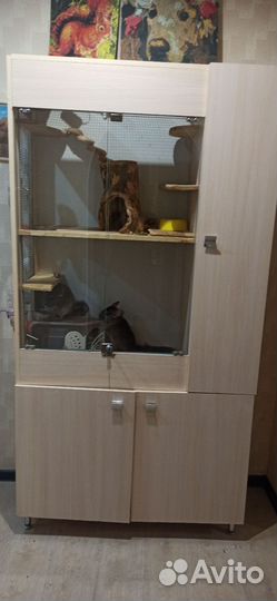 Витрина с парой шиншилл