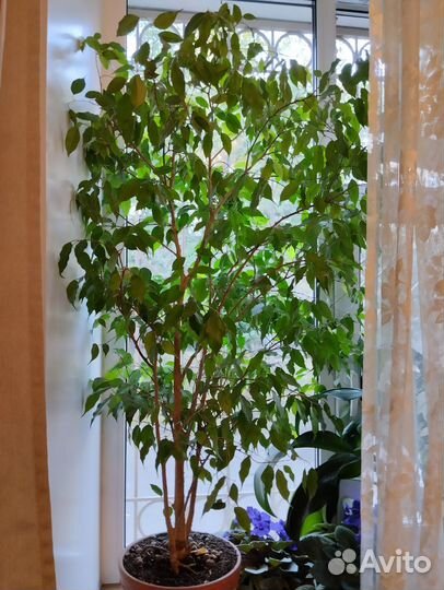 Фикус Бенджамина