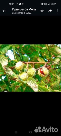 Саженцы каштана