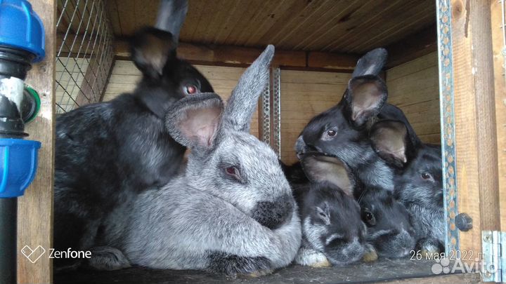 Кролик Полтавское серебро