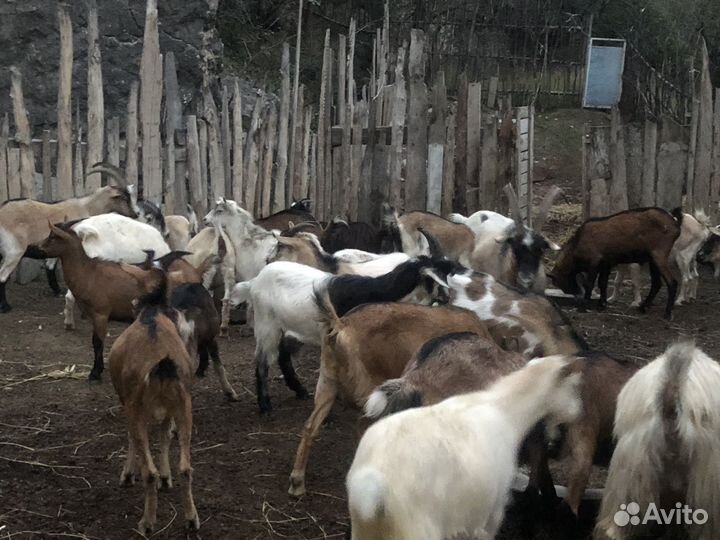 Козы на племя