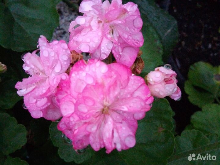 Домашние цветы