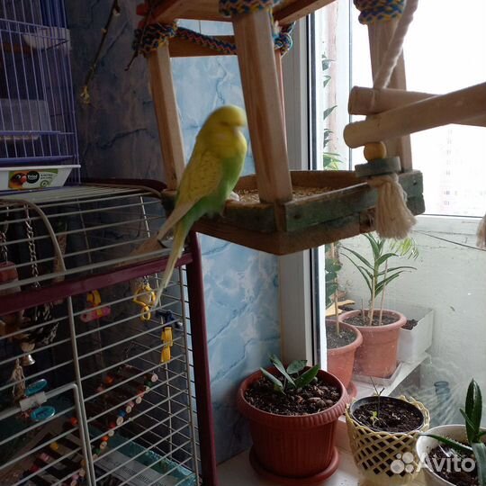 Волнистые попугаи ввч чех