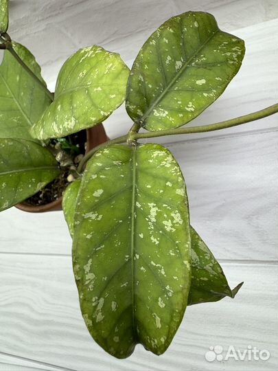 Хойя Gayolues AR04