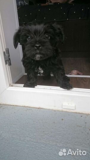 Йоркширский терьер