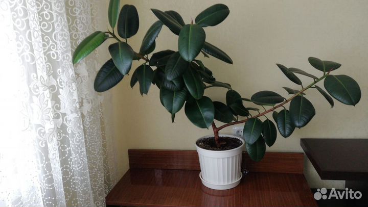 Фикус большой и красивый
