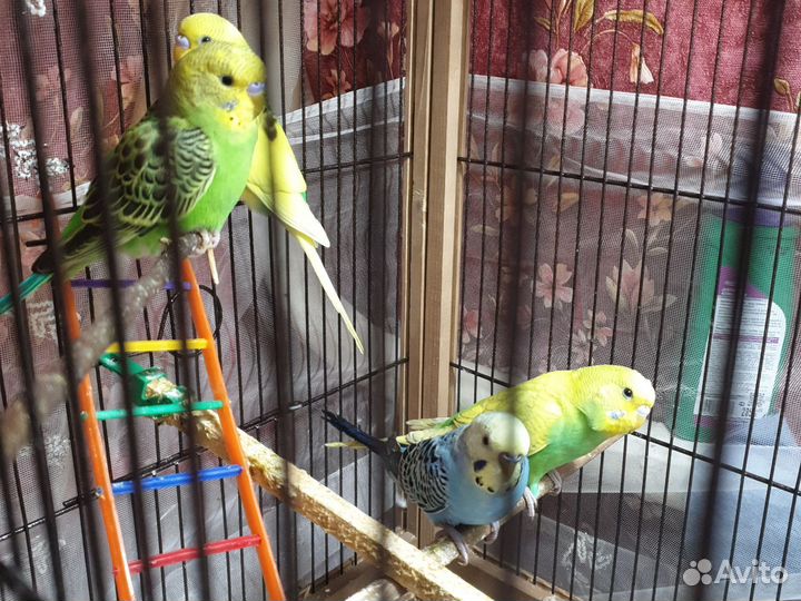 Волнистые попугаи