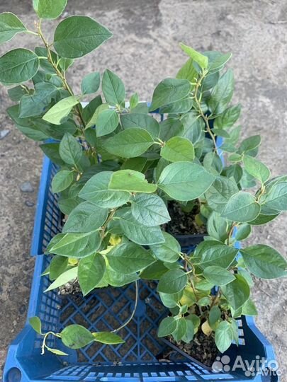 Ель голубая