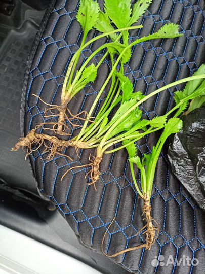 Ромашки крупные