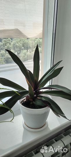 Рео, самый неприхотливый цветок