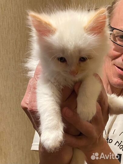 Котята ищут дом