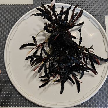 Буцефаландра вельвет