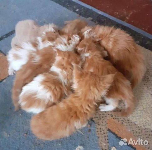 Мейн-кун котята в Сургуте