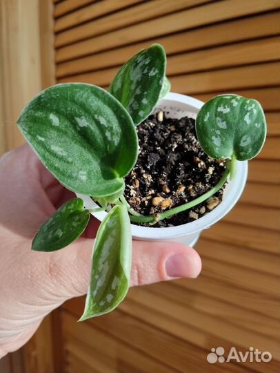 Сциндапсус расписной