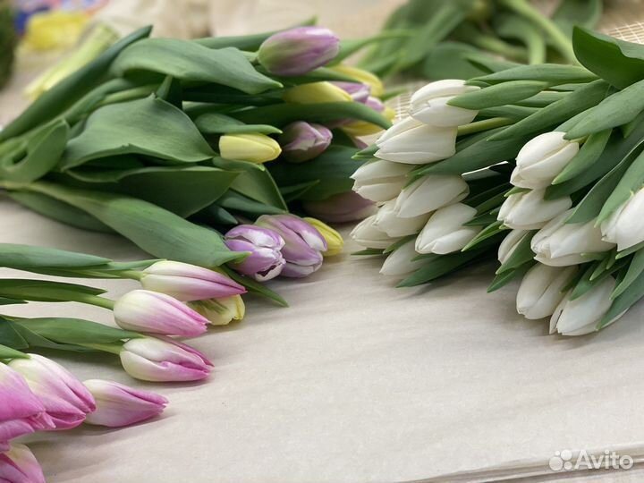 Луковицы тюльпанов оптом