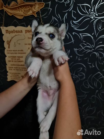 Сибирский хаски