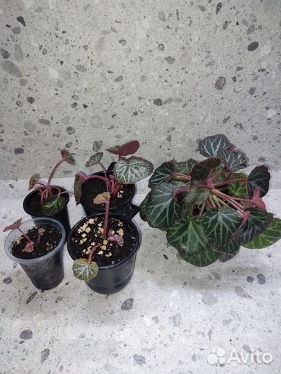 Камнеломка