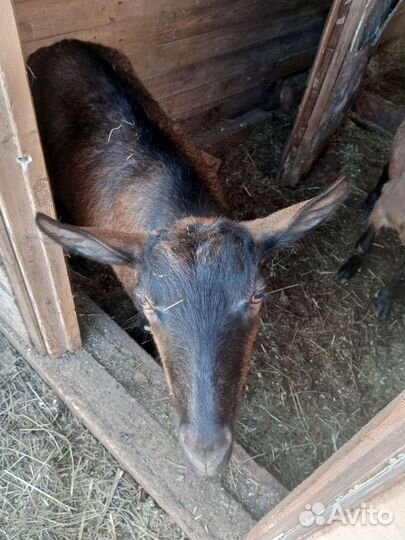 Коза дойная