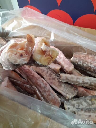 Конгрио (креветочная рыба)