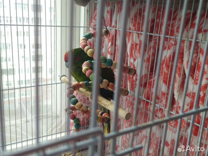 Птицы какарики