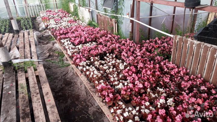 Рассада цветов и овощей оптом