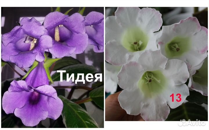 Детки, укорененные листы глоксинии, тидеи