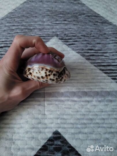 Сувенир ракушка с именем Лёша