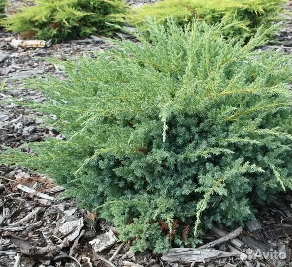 Можжевельник Блю Свид