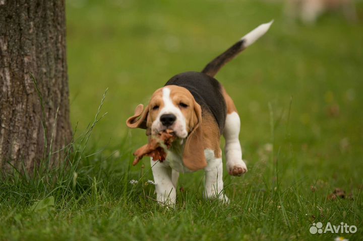 Щенки бигль