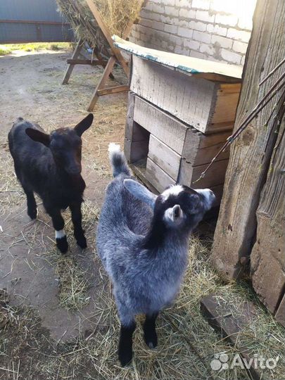 Козлята