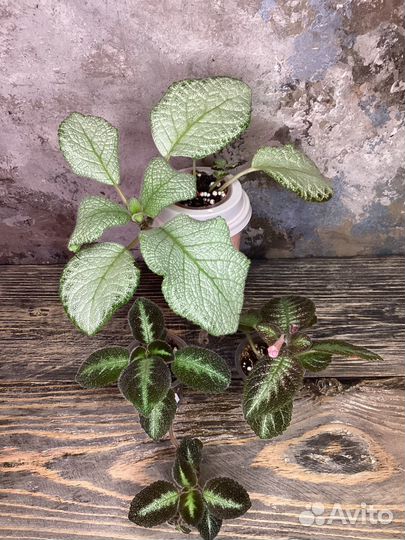 Комнатные цветы, эписция