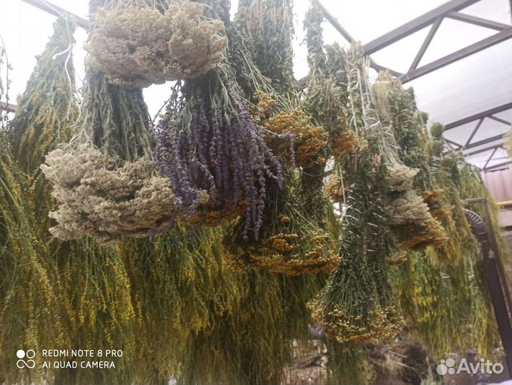 Травы для бани