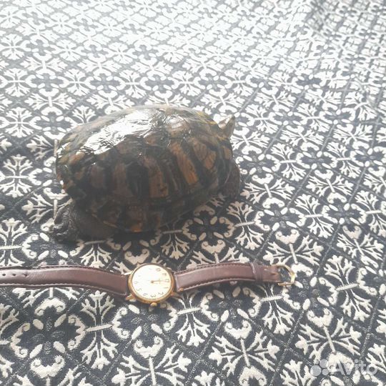 Красноухая черепаха с аквариумом