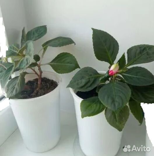 Колеус, бальзамин рассада для дома,балкона, клумбы