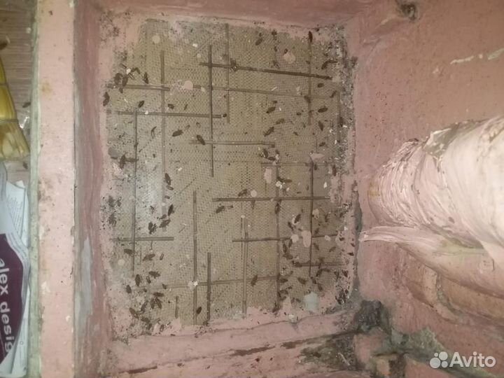 Дезинсекция травить тараканов