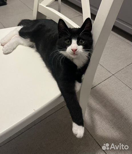 Котенок черно-белый