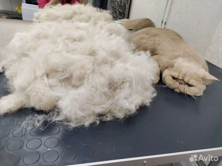 Услуги грумера для кошек в микрорайоне Парковый