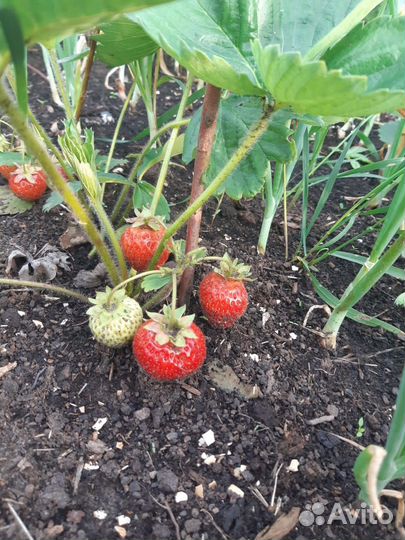 Рассада клубники в стаканах, укорененные усы