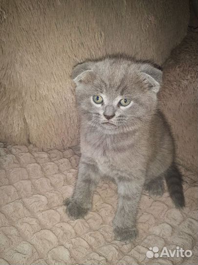 Британская вислоухая кошка