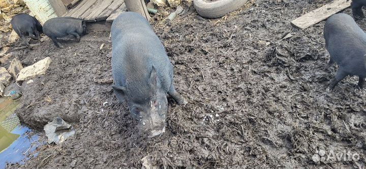 Вьетнамский вислобрюхий хряк и свиноматки