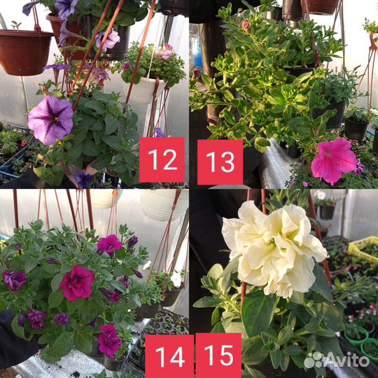 Вегетативные петунии 0,5л и1.5 л горшоки