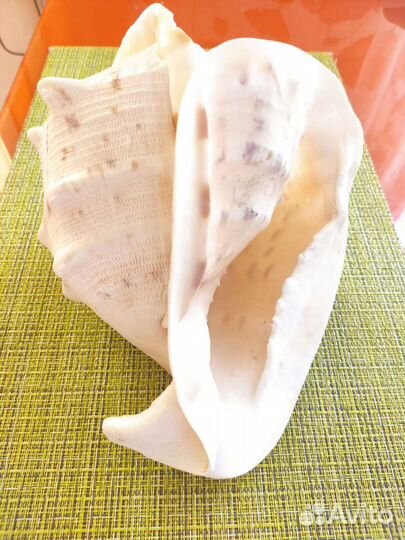 Ракушка морская большая