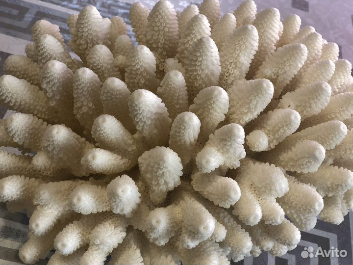 Кораллы, ракушки