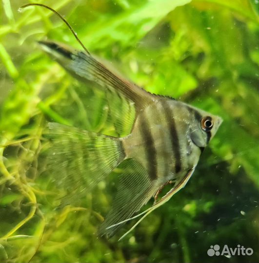 Скалярия вуалевая