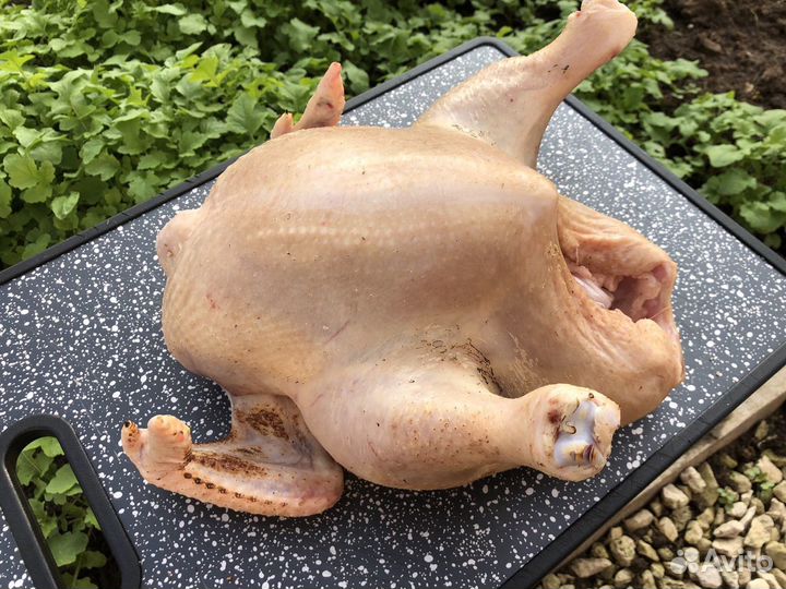 Тушка домашней курицы (бройлер)
