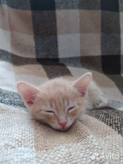 Найден котенок