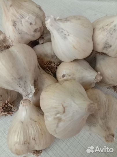Чеснок