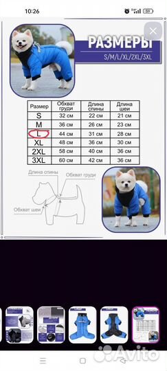 Одежда для собак