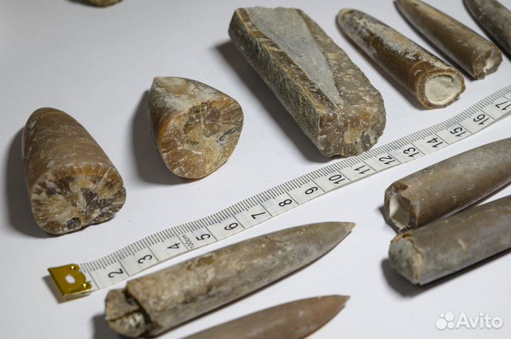 Окаменелости аммониты, трилобиты, белемниты