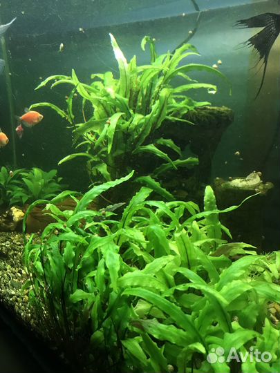 Криптокорина